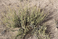 Junellia seriphioides