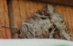 Trichordestra liquida