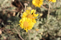 Gaillardia cabrerae