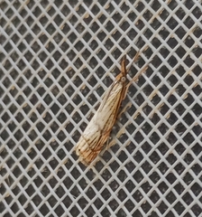 Chrysocrambus