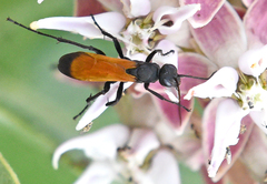 Cryptocheilus terminatus