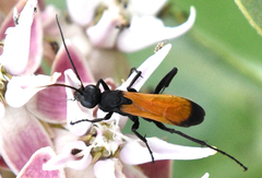 Cryptocheilus terminatus