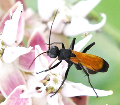 Cryptocheilus terminatus