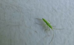 Megaloceroea recticornis