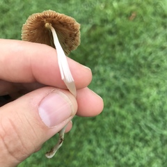 Conocybe apala albipes