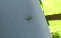 Megaloceroea recticornis