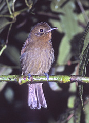 Schiffornis veraepacis