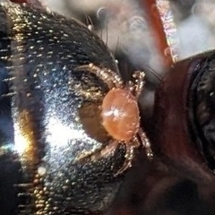 Parasitiformes