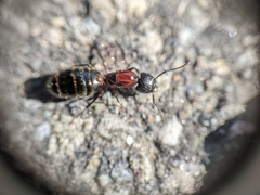 Parasitiformes