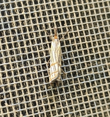 Chrysocrambus