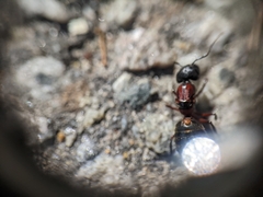 Parasitiformes