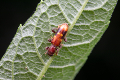 Priocera castanea