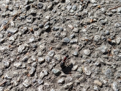 Parasitiformes