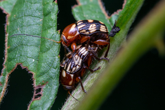 Cryptocephalus guttulatus