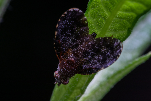 Eutreta rotundipennis photo 2