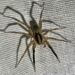 Schizocosa stridulans