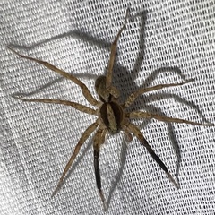 Schizocosa stridulans