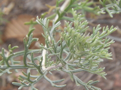 Glandularia parodii