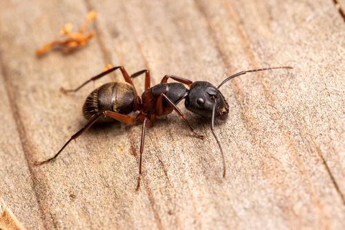 Ferruginous Carpenter Ant