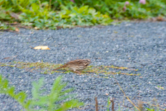 Melospiza melodia image