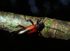 Stenochiini