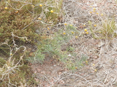 Glandularia parodii