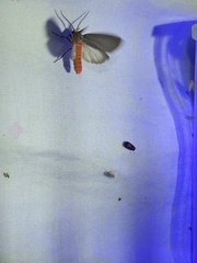 Pygarctia murina