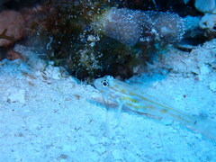 Coryphopterus eidolon