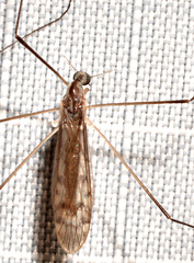 Limonia fidelis