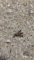 Synanthedon acerrubri