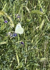 Pieris rapae