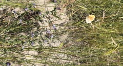 Coenonympha california