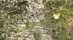 Coenonympha california