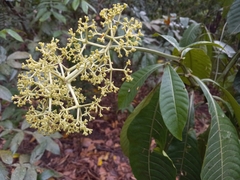 Psychotria grandis