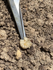 Eichlinia cucurbitae