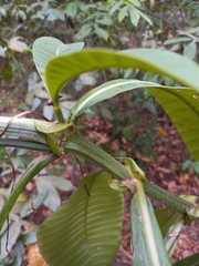 Psychotria grandis