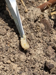 Eichlinia cucurbitae