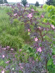 Rosa glauca