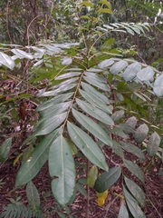 Simarouba