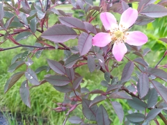 Rosa glauca