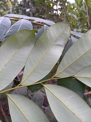 Simarouba