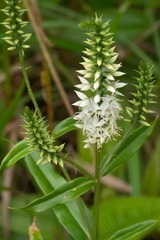 Coutoubea spicata