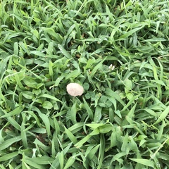 Conocybe apala albipes