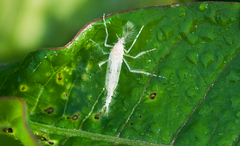 Chaoborus maculipes