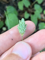 Phalaris brachystachys