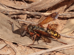 Liris haemorrhoidalis