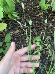 Phalaris brachystachys