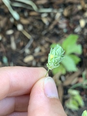 Phalaris brachystachys
