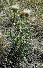 Cirsium canescens