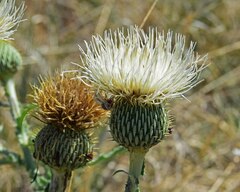 Cirsium canescens